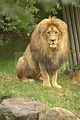 leipzig zoo-01_07_2011_zoo_allgemein_247